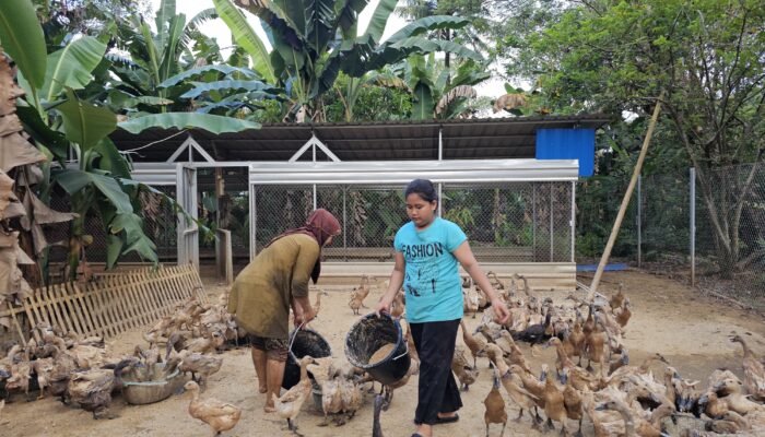 Perkuat Ekonomi dan Ketahanan Pangan, Pertamina Patra Niaga Sulawesi Kembangkan Budidaya Bebek Petelur di Maros